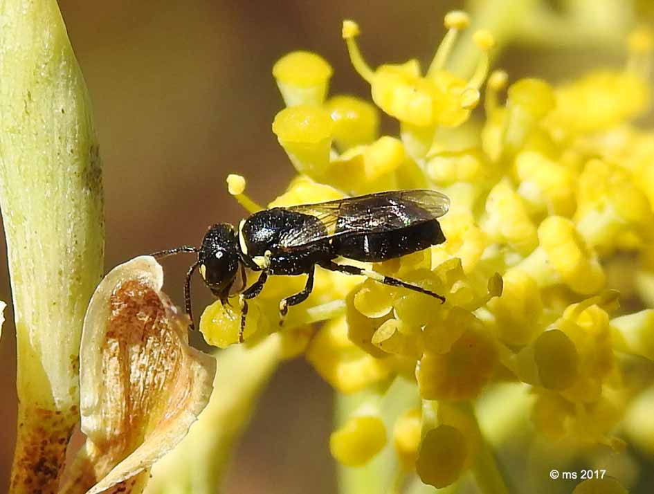 Pemphedron sp. (Crabronidae) e Hylaeus sp. (Apidae Colletinae)